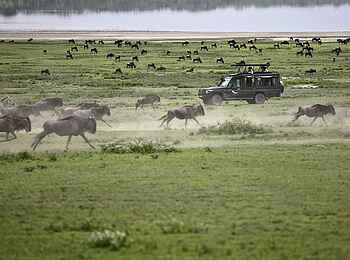 Serengeti under Canvas: Galoppierende Gnus Serengeti under Canvas: Galoppierende Gnus