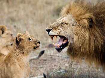 Serian's Nkorombo Mobile Camp: Löwenbabys mit Vater