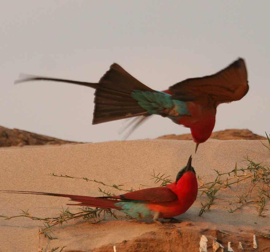 Shenton Carmine Bee Eater Hide: Begrüßung Shenton Carmine Bee Eater Hide: Begrüßung