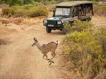 Soroi Samburu Lodge: Kudu auf der Piste