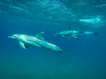 White Pearl Resorts: Einmalige Beobachtungen