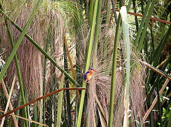 2 Friends Beach Hotel: Malachiteisvogel