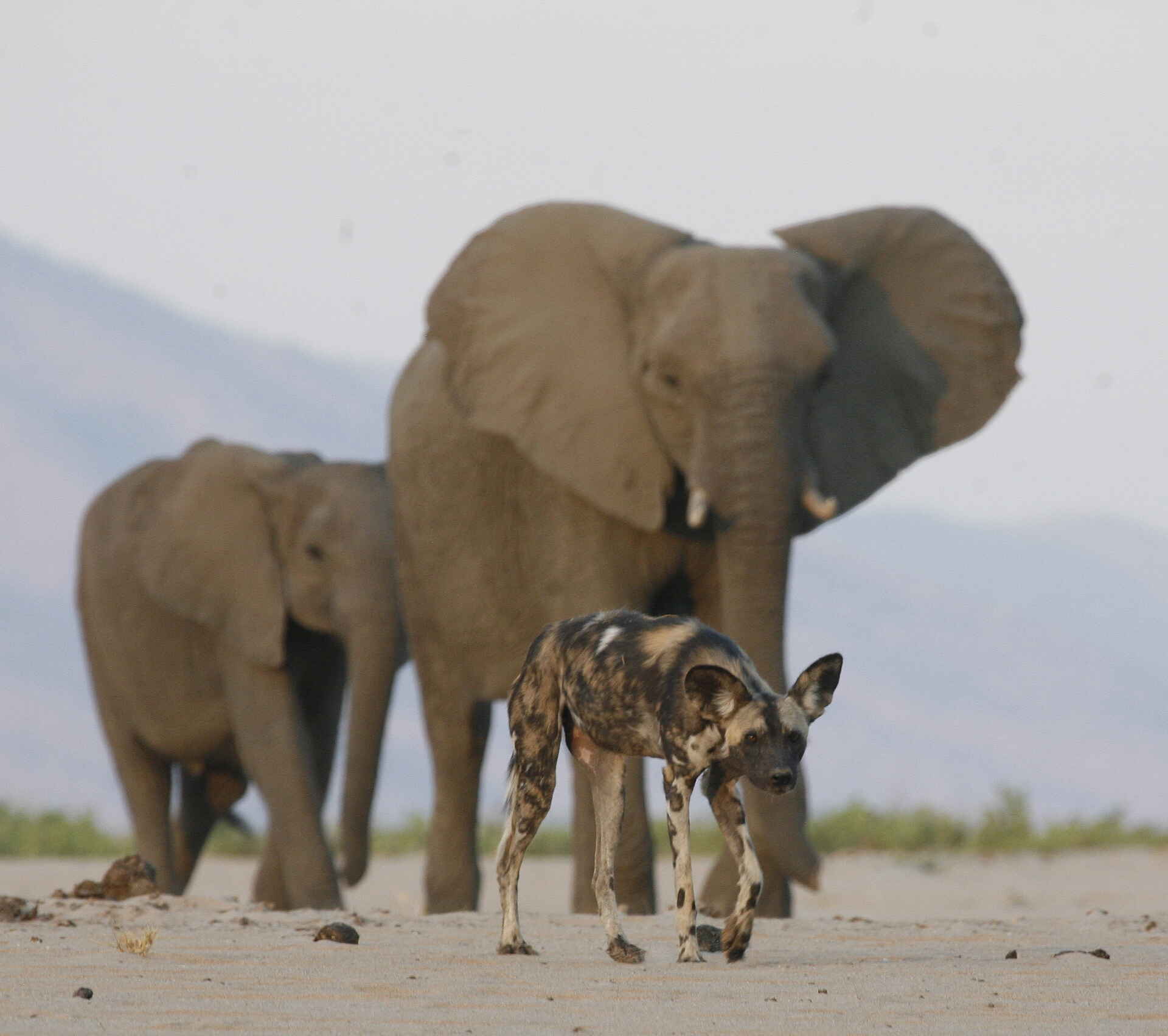 Bushlife Safaris, Chitake Springs, Chitake Tented Camp, Mana Pools National Park, Elefanten, Game Drive, Tierbeobachtung, Walking Safari, Wildhunde, Afrikarma, Afrikarma Safaris, Afrikarma Safaris. Wildnis. Hautnah., Afrikarma.de