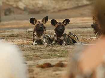 Kavinga Safari Camp: Ruhende Wildhunde Kavinga Safari Camp: Ruhende Wildhunde