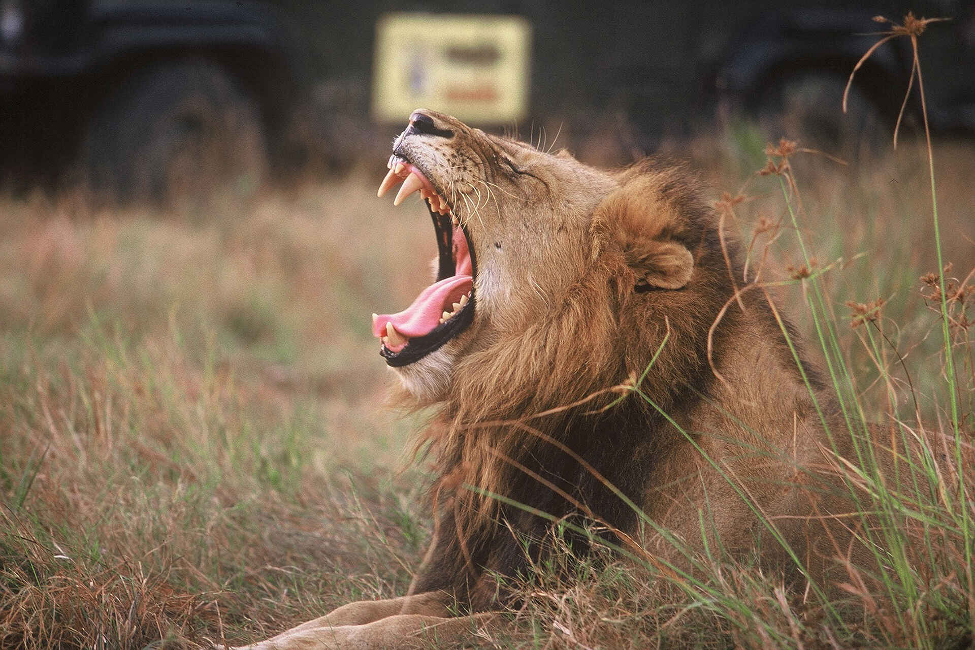 MalaMala Camp: Gähnender Löwe Main Camp, Mala Mala, Mala Mala Main Camp, Mala Mala Private Game Reserve, MalaMala, MalaMala Main Camp, Sabi Sand Game Reserve, Südafrika, Beobachtung, Buschwanderung, Game Drive, Pirschfahrt, Reservat, Tierbeobachtung, Tiere, Wildtiere, Aktivitäten, Löwe, Afrikarma, Afrikarma Safaris, Afrikarma Safaris - Wildnis. Hautnah., Afrikarma.de, Mala Mala Camp