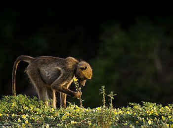 Mashatu Game Reserve: Pavian
