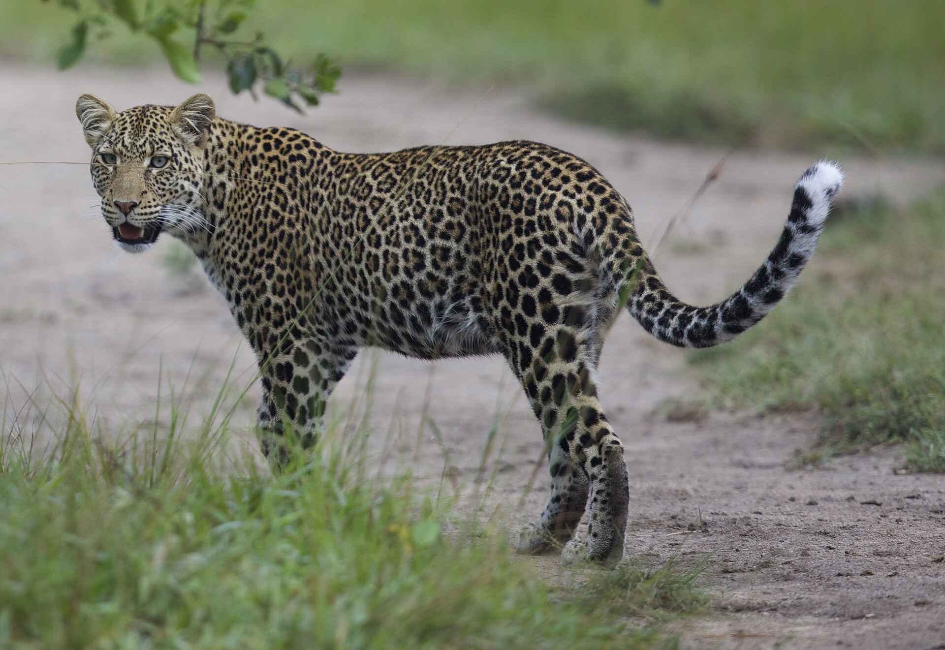 Mihingo Lodge: Leopard auf Weg