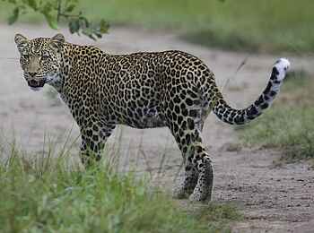 Mihingo Lodge: Leopard auf Weg Mihingo Lodge: Leopard auf Weg