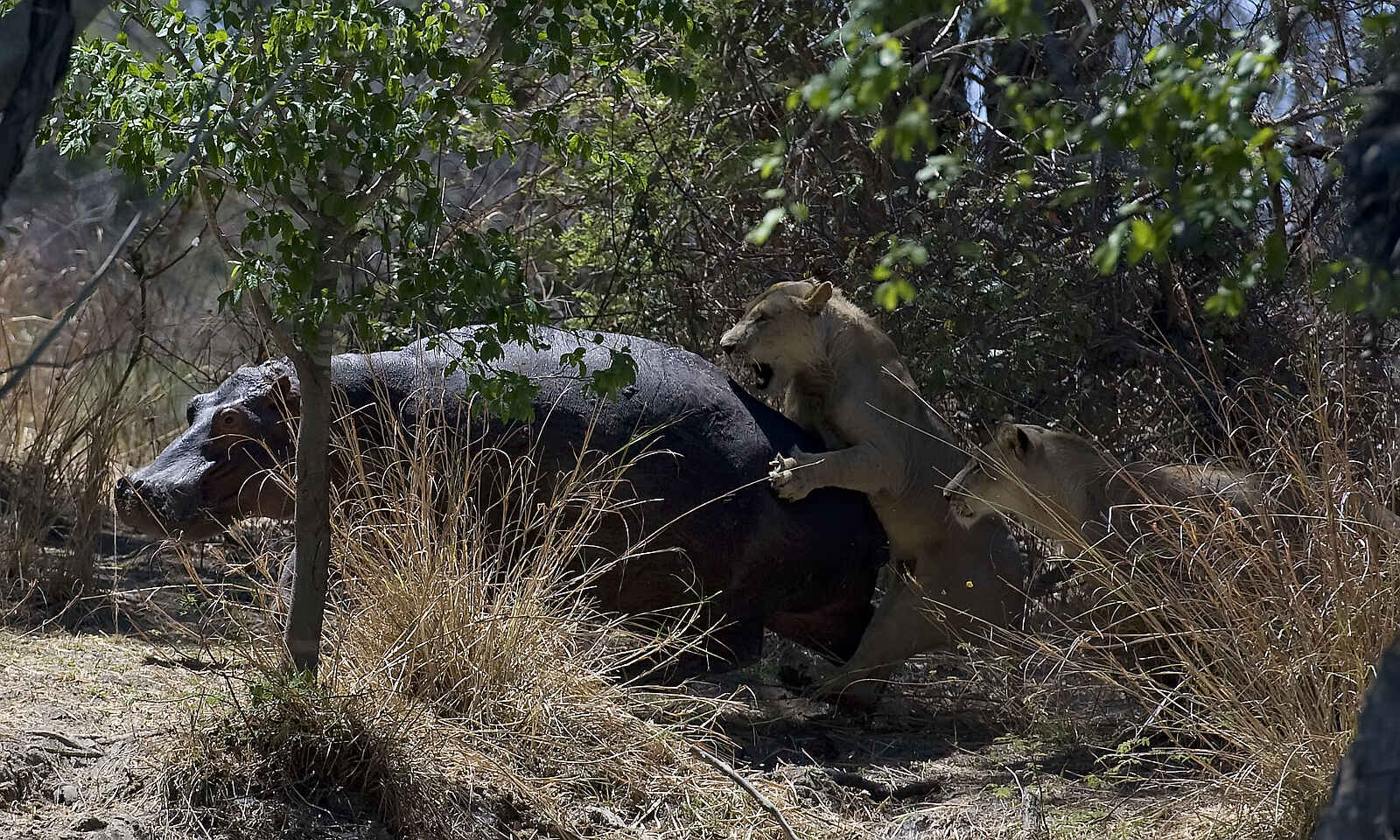 Ntemwa Busanga Bushcamp: Löwen greifen ein Nilpferd an Ntemwa Busanga Bushcamp: Löwen greifen ein Nilpferd an