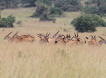 Ruzizi Tented Lodge: Elanantilopen