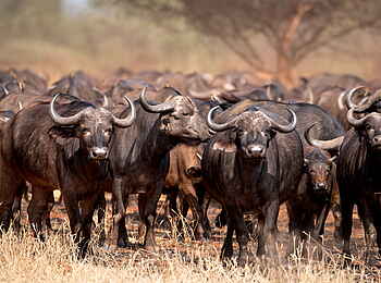 Singita Pamushana Lodge: Büffelfront