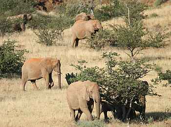 Damaraland Camp: Elefanten suchen Nahrung