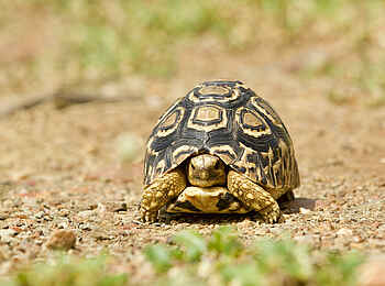 Fothergill Island Luxury Camp: Schildkröte