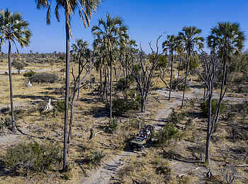 Gomoti Private Camp: Game Drive