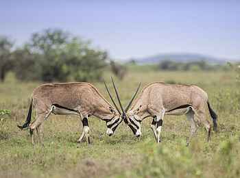 Governors' Mugie: Tierisches Gerangel Governors' Mugie: Tierisches Gerangel