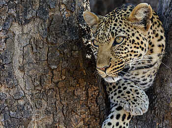 Jabali Ridge Camp: Allzeit bereit. Ein Leopard auf der Pirsch