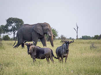 Kambaku River Sands: Ein Elefant und zwei Gnus Kambaku River Sands: Ein Elefant und zwei Gnus