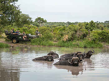 Kambaku Safari Lodge: Game Drive Kambaku Safari Lodge: Game Drive