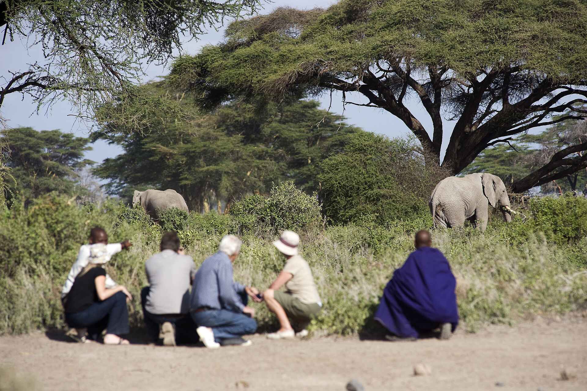 Elefanten, Personengruppe, Safari, Walking Safari, Kambi ya Tembo, Kilimanjaro, Afrikarma, Afrikarma Safaris, Afrikarma Safaris - Wildnis. Hautnah., Afrikarma.de, Tanganyika Wilderness