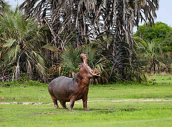 Katuma Bush Lodge: Ein Nilpferd beim Brüllen an Land