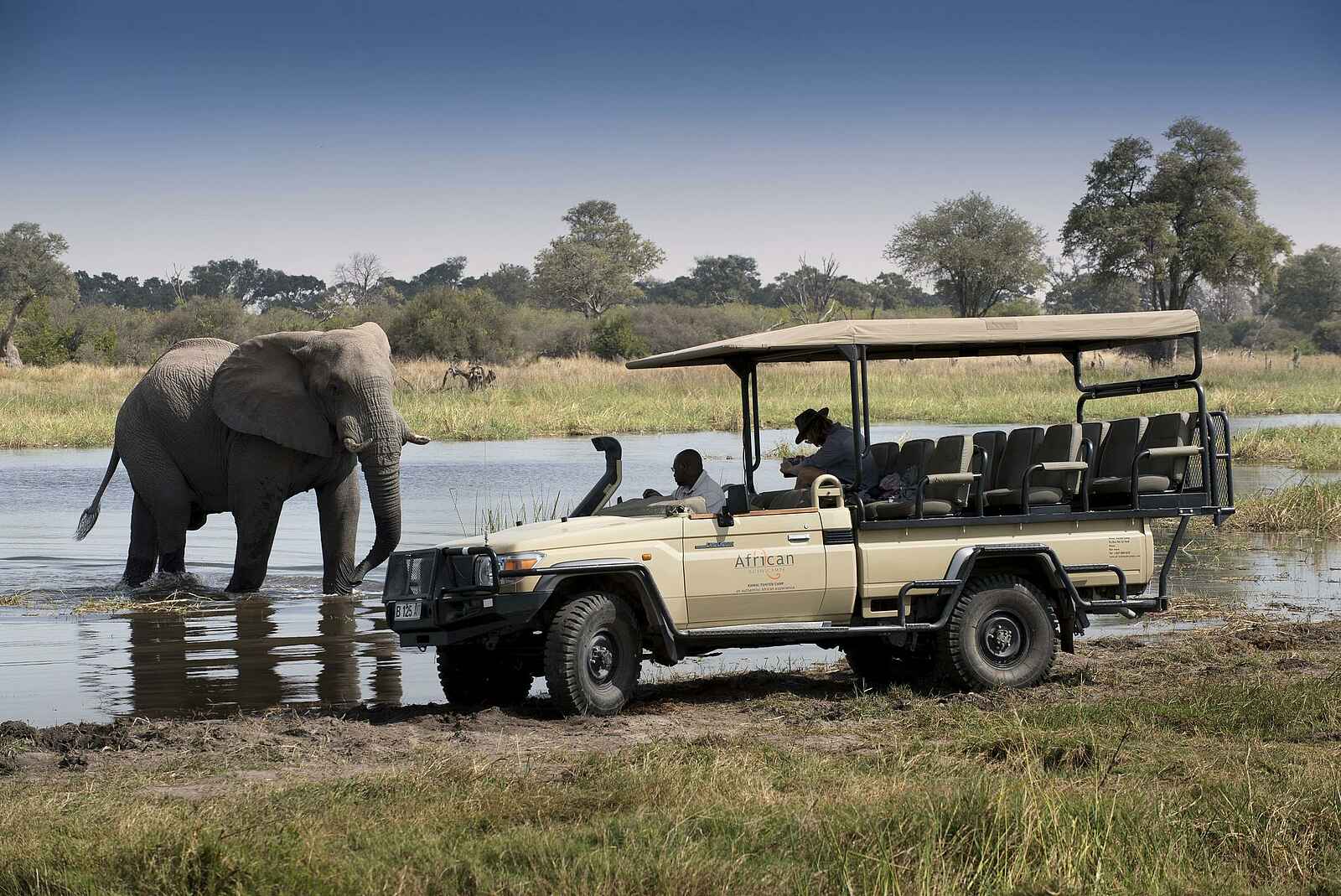 Khwai Leadwood: Game Drive mit Elefant Khwai Leadwood: Game Drive mit Elefant