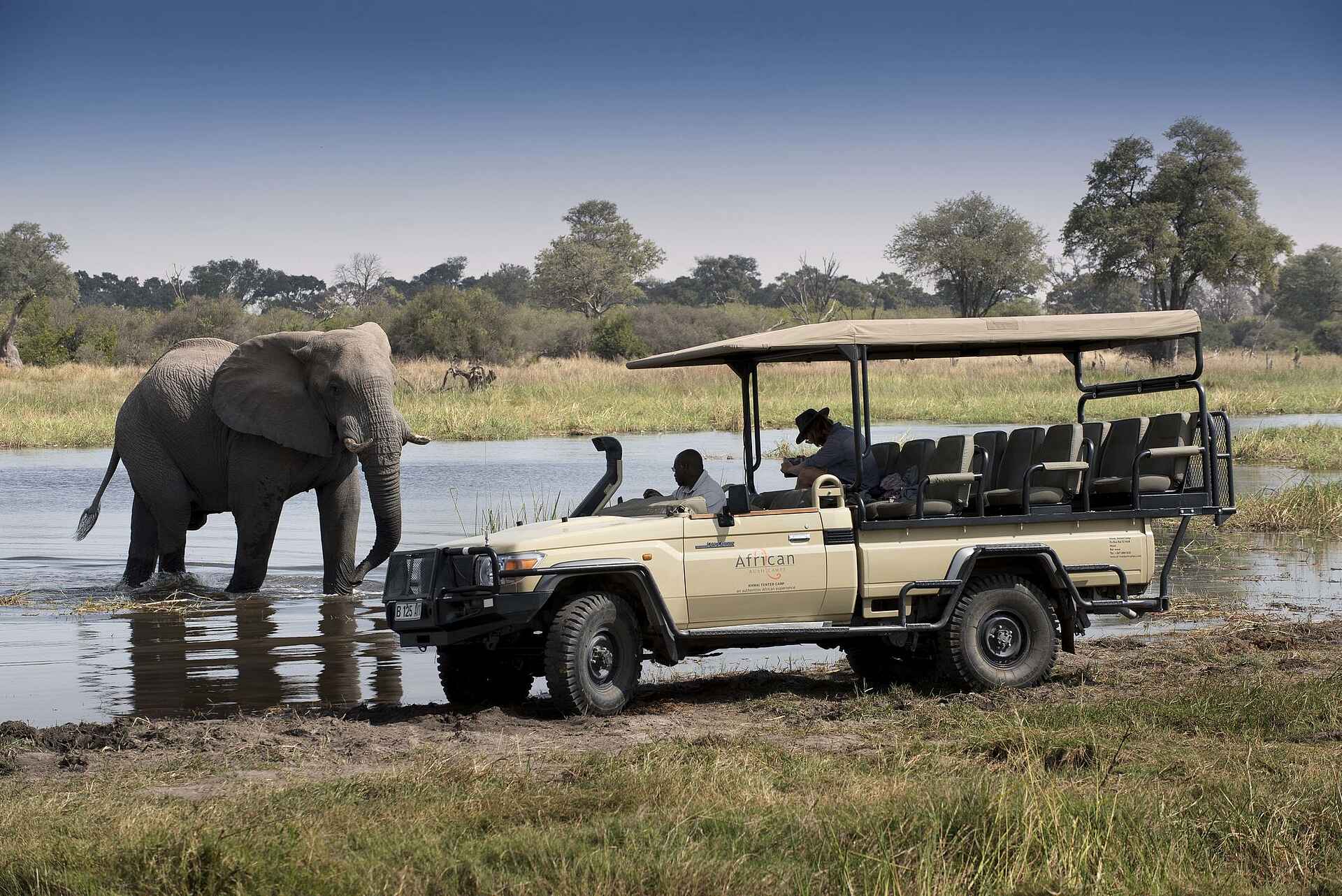 Khwai Leadwood: Game Drive mit Elefant