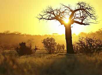 Kichaka Expeditions: Lichtkomposition bei Buschwanderung