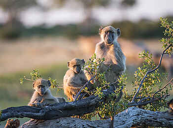 Linkwasha Camp: Affen