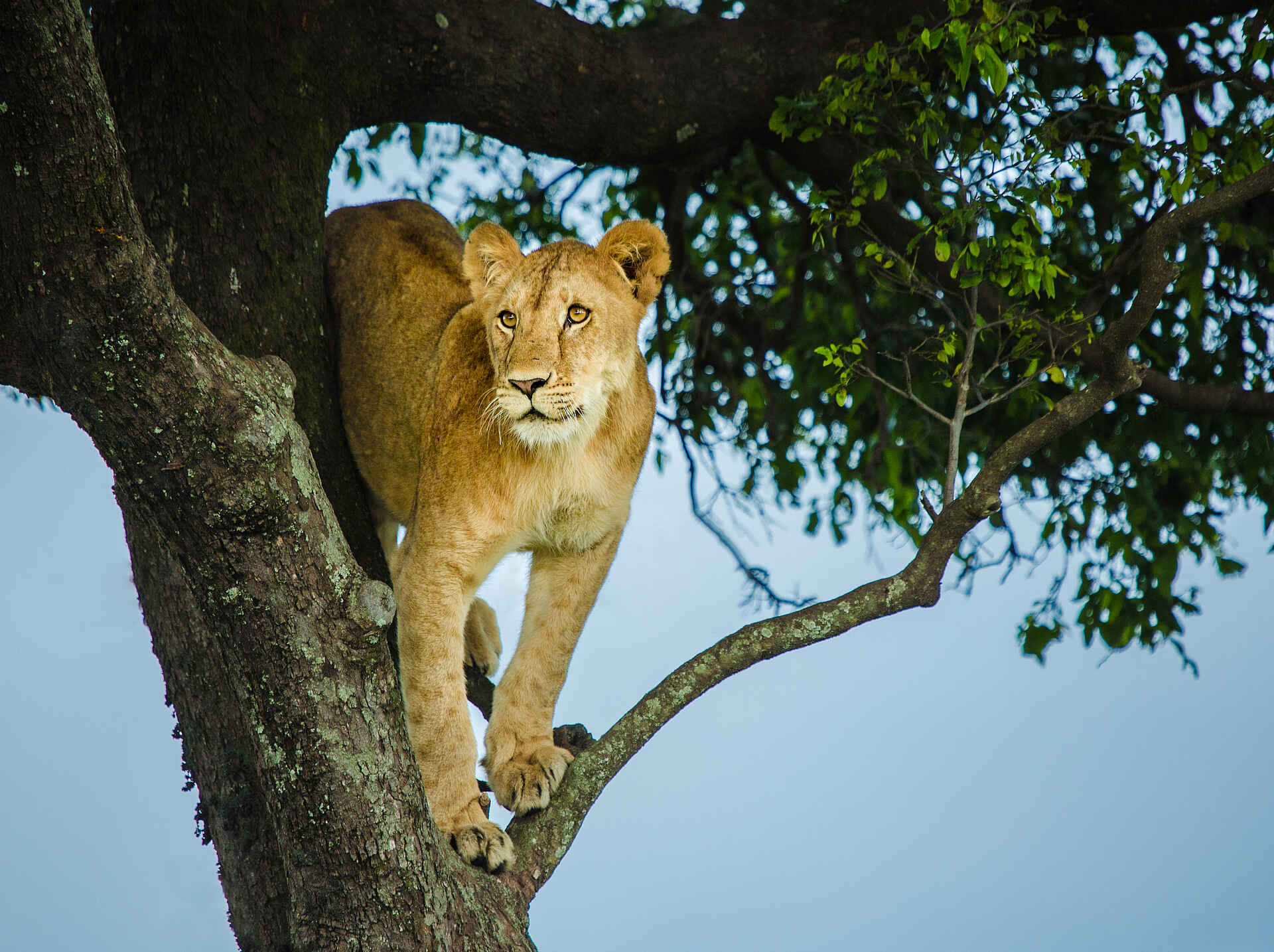 Mara Toto Tree Camp: Ein Löwe auf einem Baum