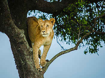 Mara Toto Tree Camp: Ein Löwe auf einem Baum