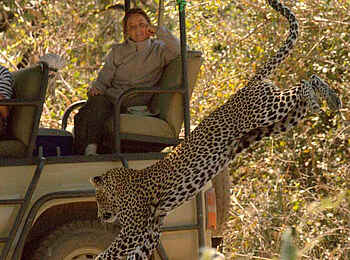 Mdonya Old River Camp: Leopard im Sprung