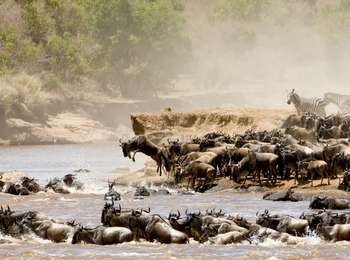 One Nature Mara River Lodge: Gnus überqueren den Fluss