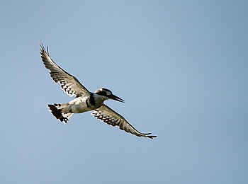 Pelo Camp: Pied Kingfisher Pelo Camp: Pied Kingfisher