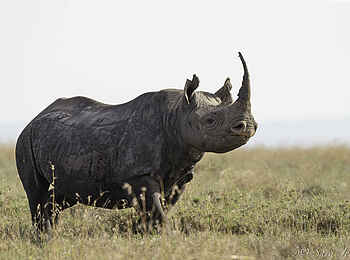 Porini Rhino Camp: Nashorn