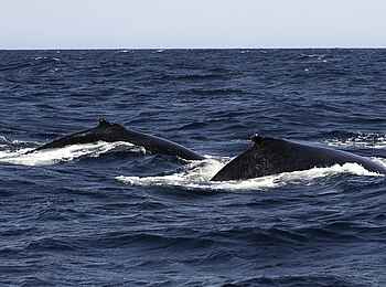 Rocktail Beach Camp: Buckelwal