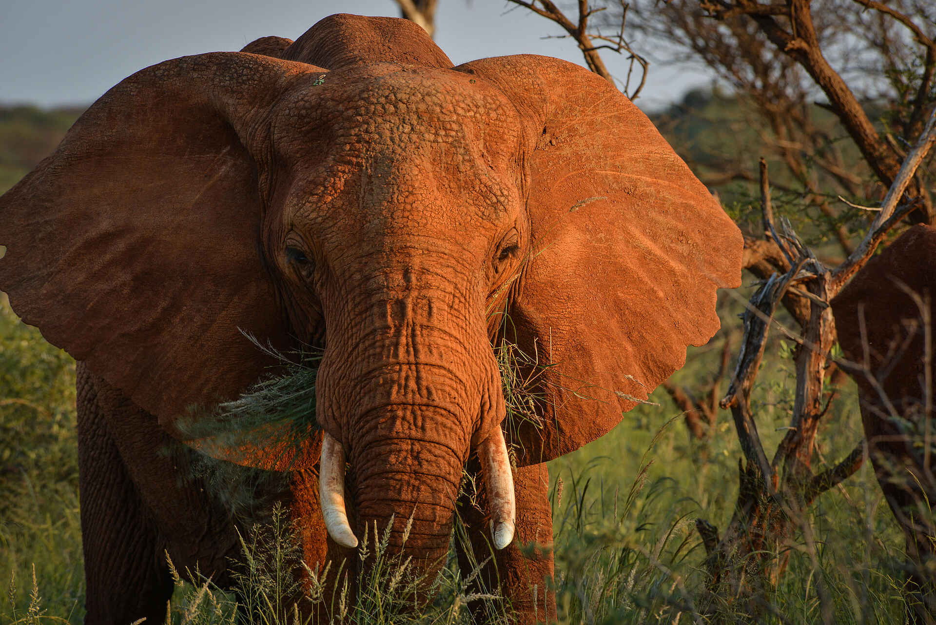 The Royal Madikwe: Elefant
