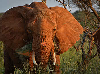 The Royal Madikwe: Elefant