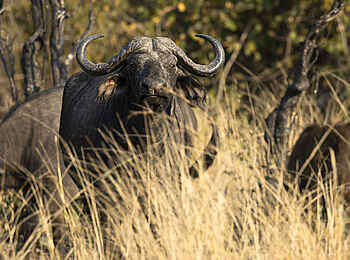 Sanguni Safari Lodge: Ein Büffel