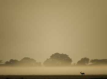 Shumba Camp: Antilope Shumba Camp: Antilope