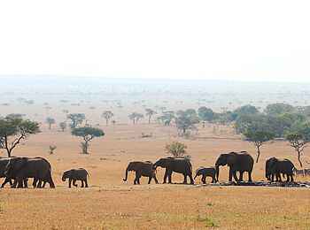 Singita Mara River Tented Camp: Elefanten Singita Mara River Tented Camp: Elefanten
