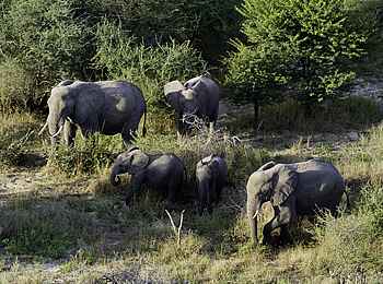 Tubu Tree: Elefantenherde Tubu Tree: Elefantenherde