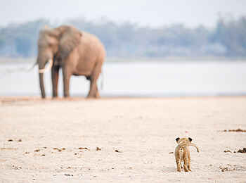 Chikwenya Camp: Löwenbaby und Elefant