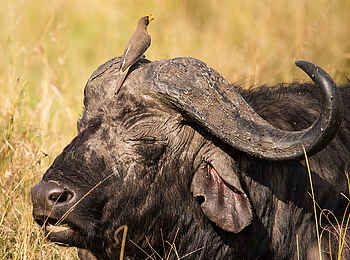 Entim Masai Mara: Oxpecker und Büffel