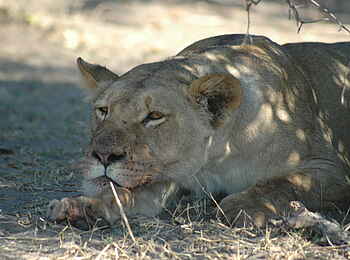 Kavinga Safari Camp: Ruhende Löwin Kavinga Safari Camp: Ruhende Löwin