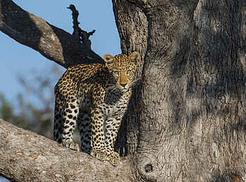 Linyanti Tented Camp: Leopard im Baum Linyanti Tented Camp: Leopard im Baum