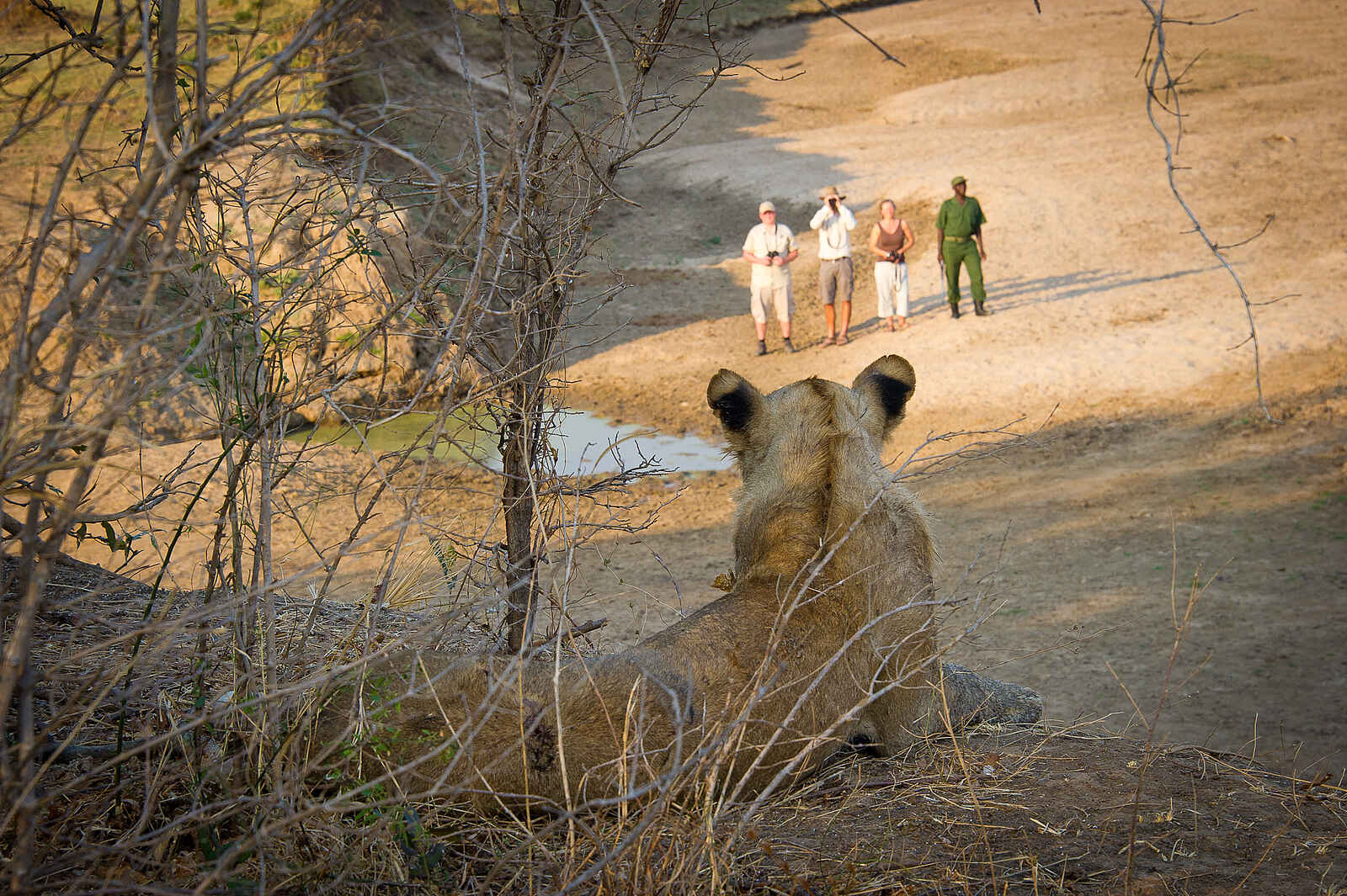 Lion Camp: Liegende Löwin Lion Camp: Liegende Löwin