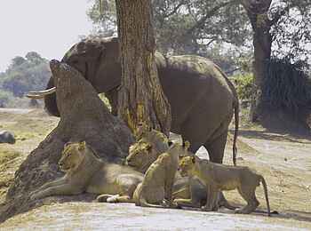 Kanga Expeditions: Löwenmeute