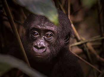 Ngaga Camp: Ein kleines Mitglied der Neptunofamilie