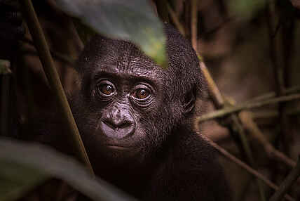 Odzala, Congo Conservation Company, Ndzehi Forest, Ngaga Camp, Odzala Nationalpark, Aktivitäten, Gorilla Trekking, Primat, Tierwelt, Westlicher Flachlandgorilla, Wildnis, Afrikarma, Afrikarma Safaris, Afrikarma Safaris - Wildnis. Hautnah., Afrikarma.de
