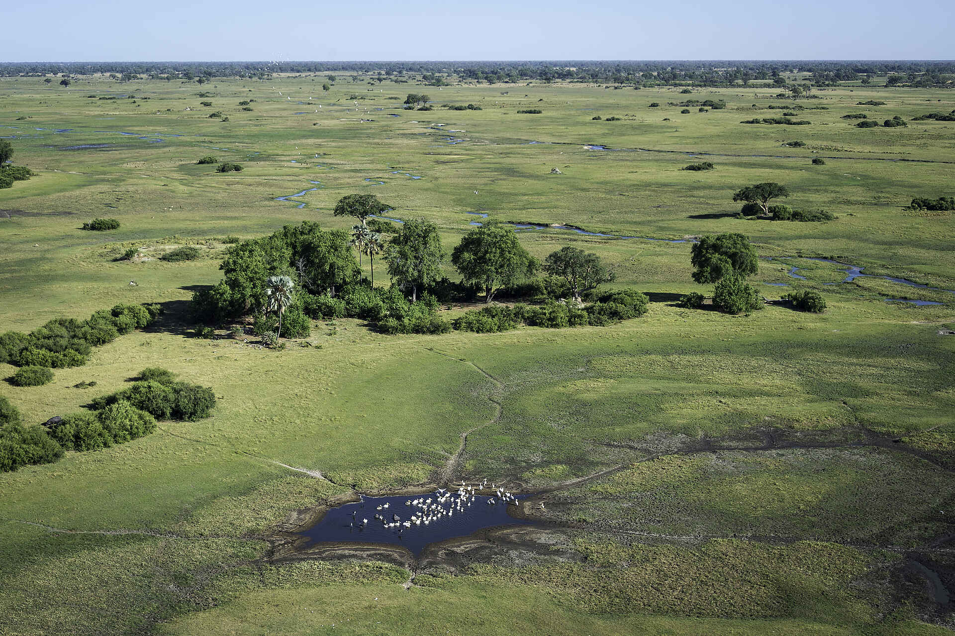 Qorokwe Camp: Pelikane in einer Lagune Afrikarma Safaris, Afrikarma Safaris - Wildnis. Hautnah., Afrikarma.de, Game Drive, NG 32, Okavango-Delta, Qorokwe Camp, Wilderness Safaris, Wildtierbeobachtung, Lagune, Luftbild, Pelikane, Afrikarma